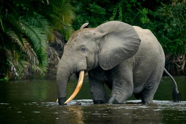 Ces éléphants de forêt menacés en Afrique
