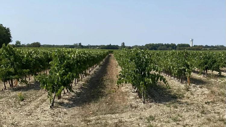 Vineyard France