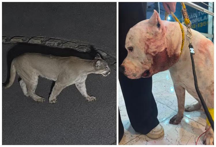 'Se não fosse ele, uma tragédia podia ter acontecido': pitbull enfrenta onça-parda dentro de casa e protege família em condomínio em SP