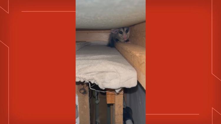 VÍDEO: saruê é resgatado após invadir casa e se esconder dentro de sofá, no DF