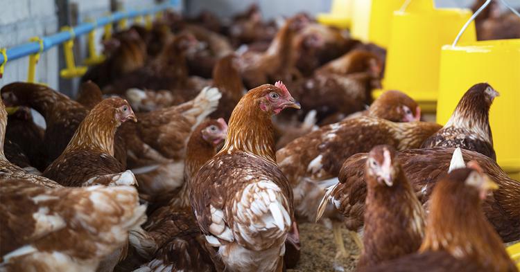 Exportações de aves enfrentam restrições após confirmação de Newcastle em SC