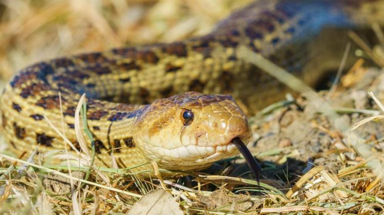 Occitanie : il commande un rasoir sur Internet et découvre… un serpent vivant dans son colis