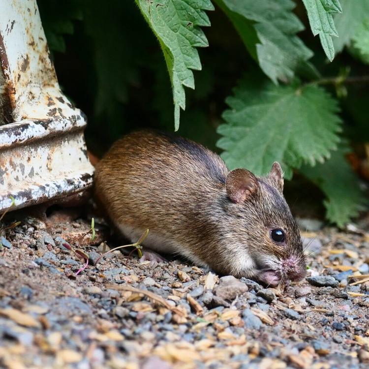 Non solo Hantavirus: tutte le malattie trasmesse dai topi