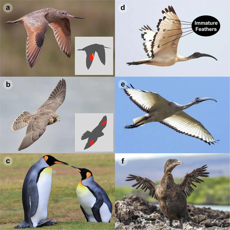Examples of wing morphology in Neornithes