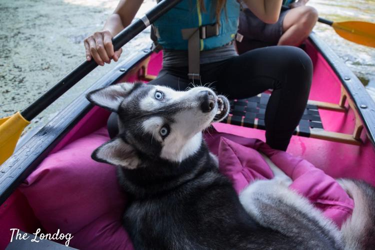 Moo Canoes, dog-friendly kayaking