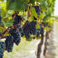 ENVIRONNEMENT : La culture du vin en biodynamie