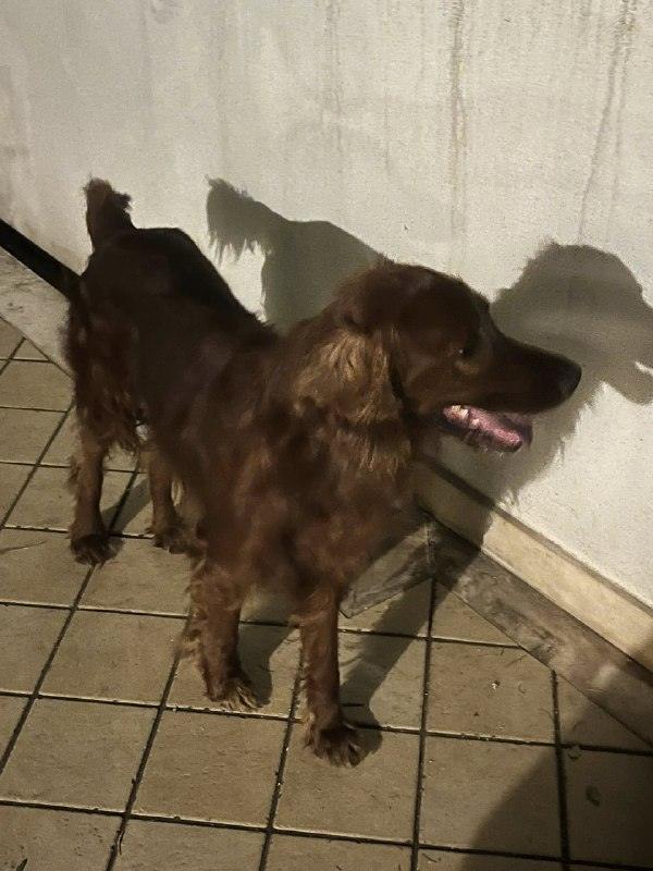 È stato trovato un cane, presumibilmente setter irlandese, maschio di colore cioccolato, nella zona di balatelle/trappet...