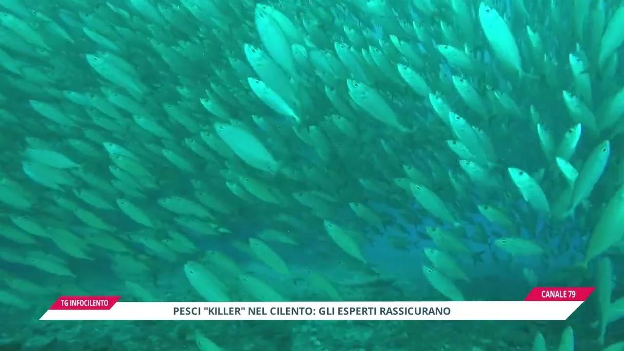 Allarme pesci nel Cilento: la spiegazione degli esperti e perché non bisogna cedere al panico