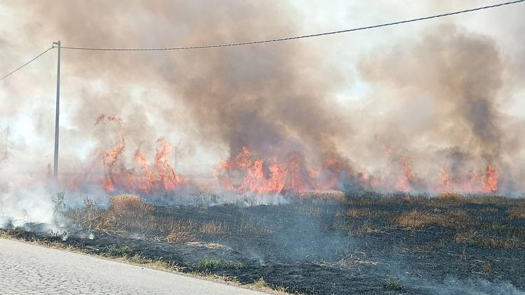 Incendio in un campo di grano tra Carapelle e Ordona: fiamme vicino alla strada provinciale 79