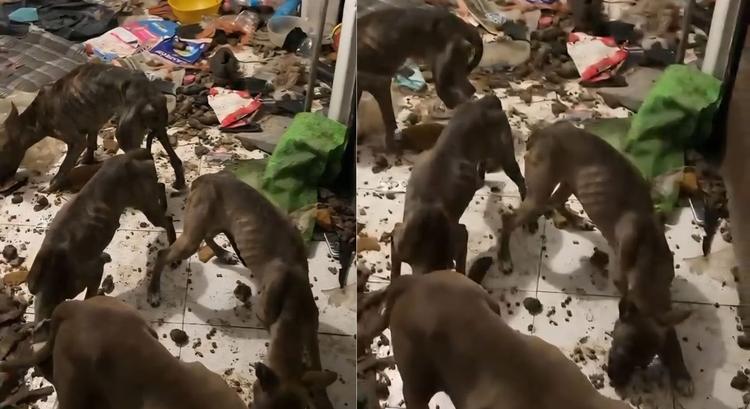 ¡Indignación en Morelos! Perros abandonados en Cañón de Lobos tras 6 meses de horror en Jiutepec