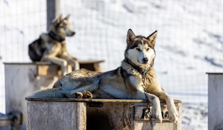 Plus que du transport : la coopération humain-chien dans l’Arctique