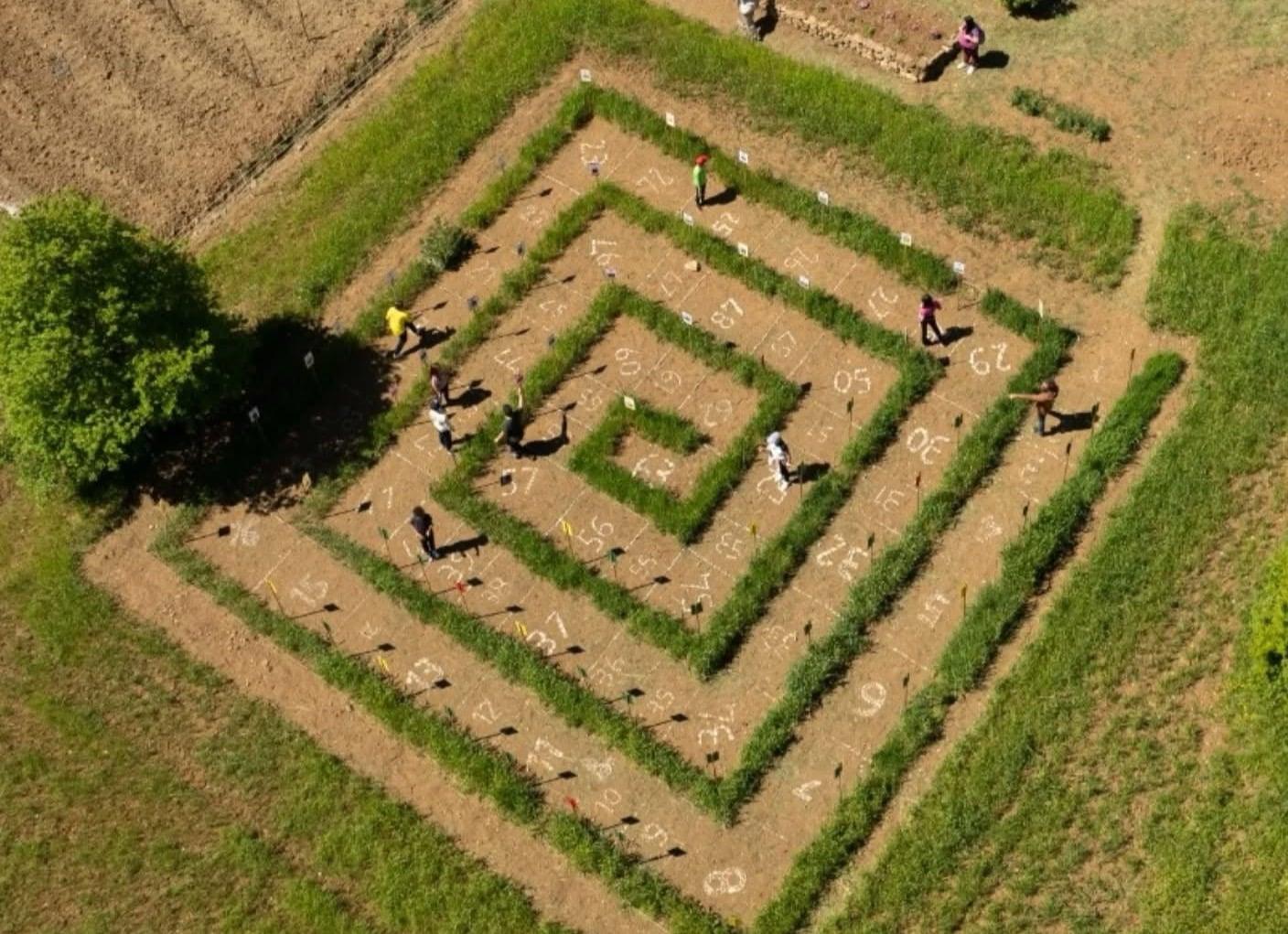 Biodiversità e tradizione: nasce la Biblioteca del Grano a Caselle in Pittari