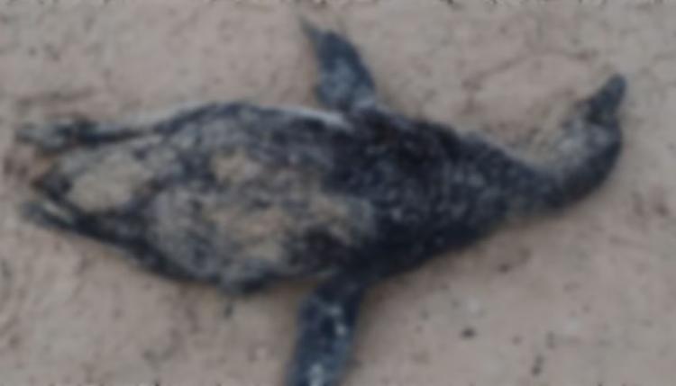 Pinguim morto é encontrado no litoral sul de Sergipe