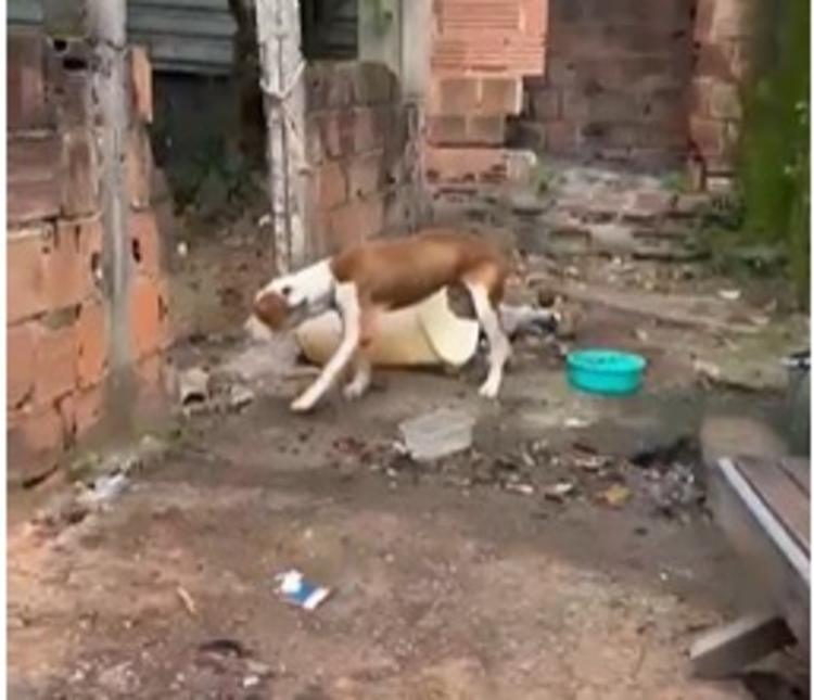 Homem é preso por maus-tratos a cachorro em Volta Redonda