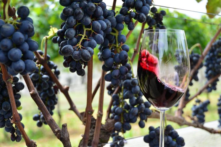 Lançamento oficial do 29º Concurso dos Melhores Vinhos, Sucos de Uva e Espumantes ocorre nesta quinta