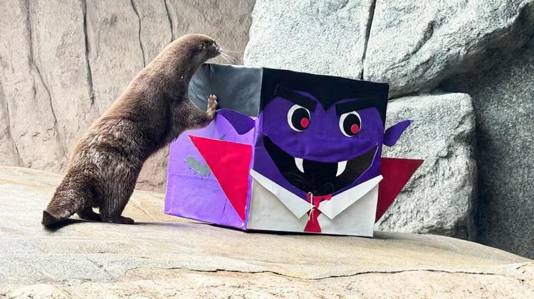 Halloween: animais ganham desafios 'assustadores' em aquário de SC com direito a fantasmas e caveiras