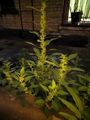 A clearer brighter photo of the same plant taken with Night Sight