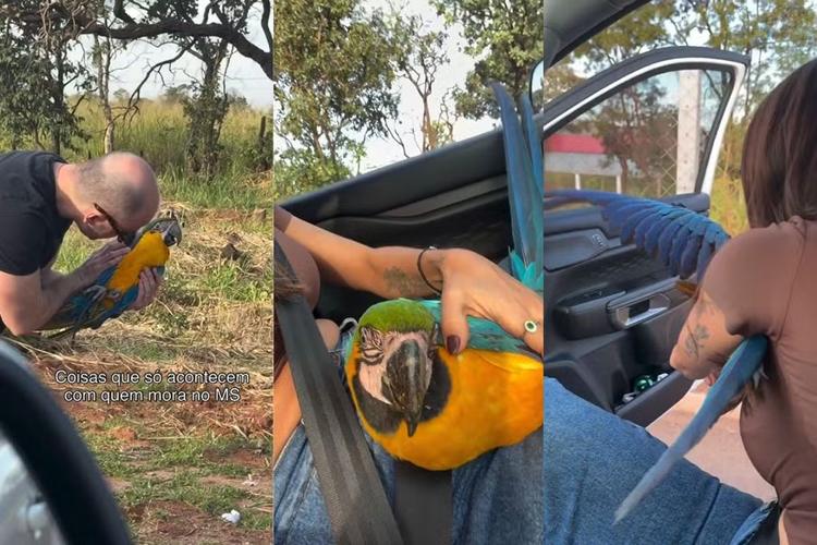 Casal resgata arara no meio de rodovia, leva ave no colo e desfecho surpreende: 'Um privilégio'