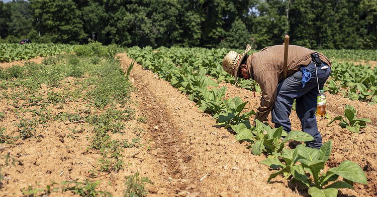 Agronegócio responde por 26,3% dos empregos no Brasil e atinge recorde de 28,4 milhões de ocupados