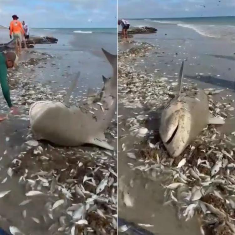 Tubarão acaba capturado em rede de pesca e é devolvido ao mar por pescadores no RN