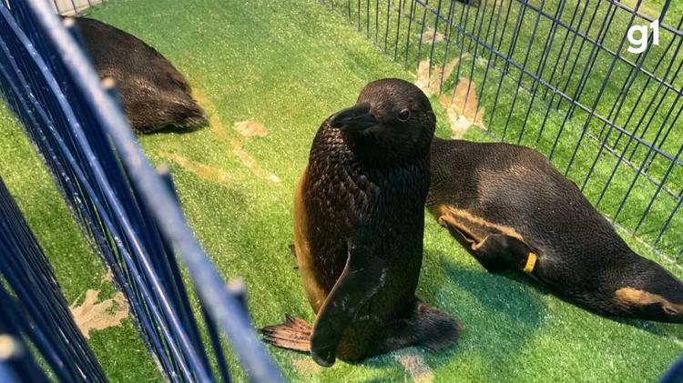 Pinguins são resgatados cobertos por óleo no RS; 18 animais estão em reabilitação