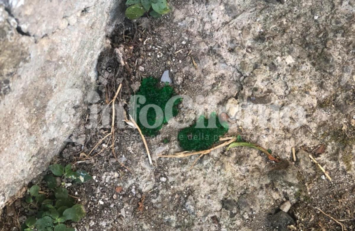 Cani avvelenati tra Buccino e San Gregorio Magno, scatta l’allarme: in arrivo fototrappole e task force