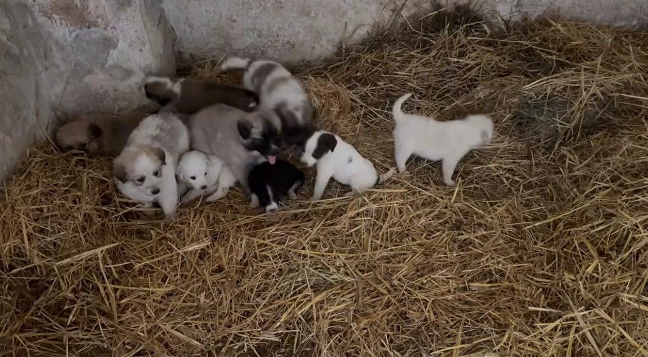 Emergenza abbandoni ad Albanella: dieci cuccioli salvati dal Sindaco