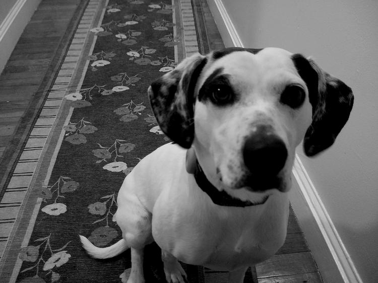 A dog in black and white.