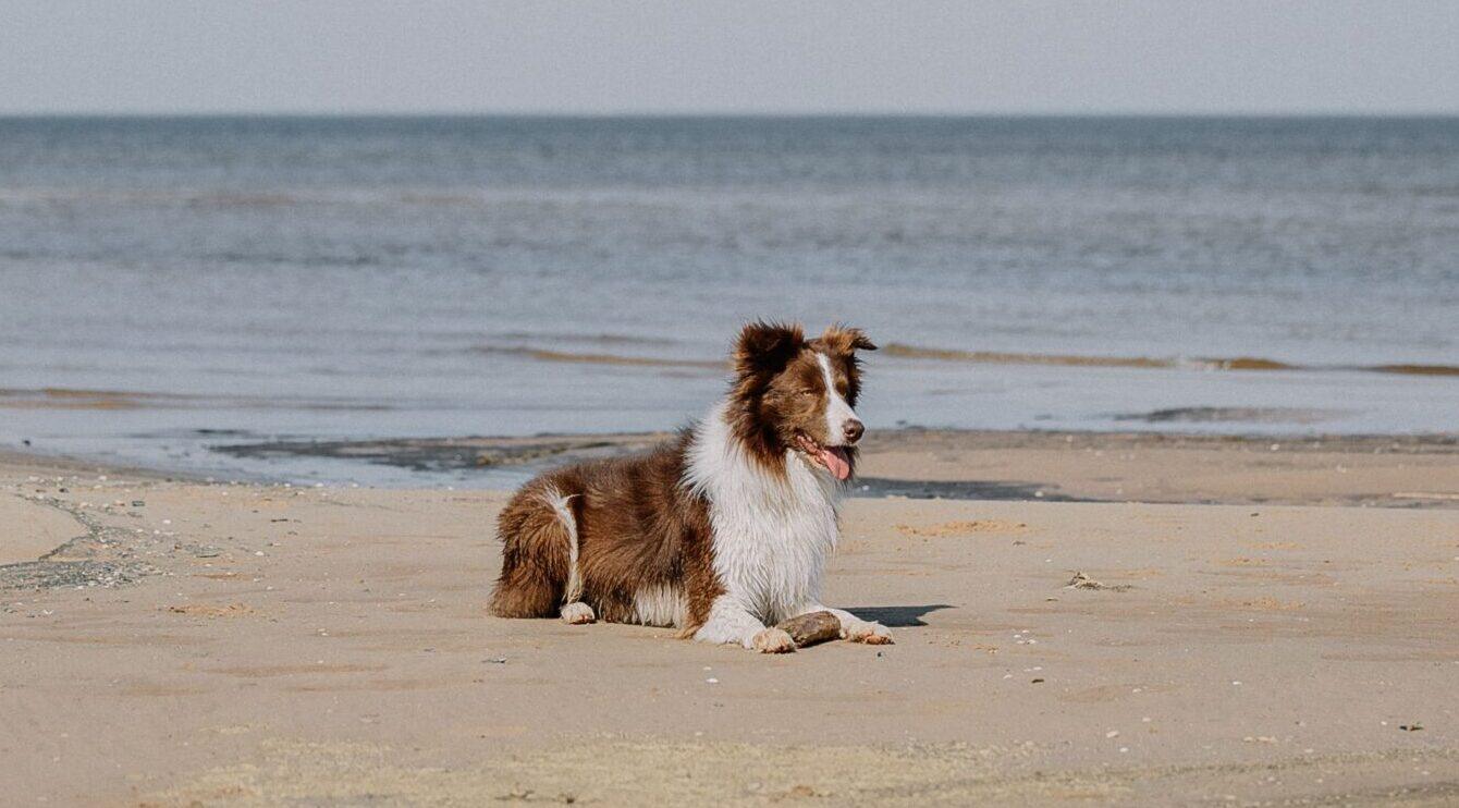 Plages dog-friendly près de Montpellier : où se baigner avec son chien ?