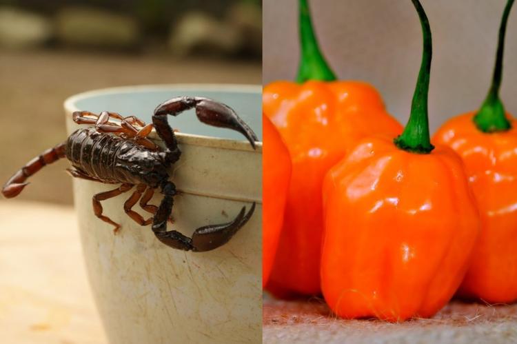 Veneno de alacrán y chile habanero: El arma secreta de la UNAM Morelos contra bacterias