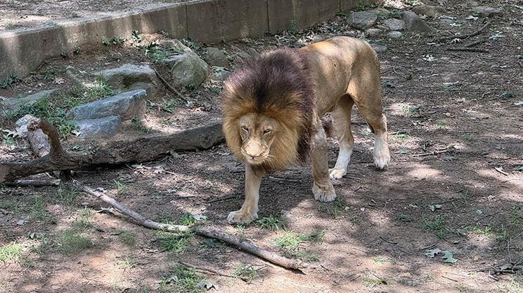 A Lion at Smithsonian’s National Zoo. (Janam Gupta/SIliconeer)
