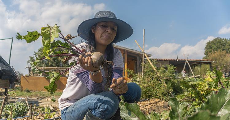 Sedics e Unicafes-AL lançam catálogo para impulsionar agricultura familiar alagoana