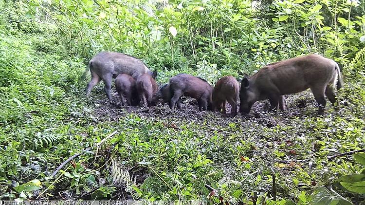 Javali no Parque Nacional do Itatiaia: Entenda por que ele é considerado uma espécie invasora