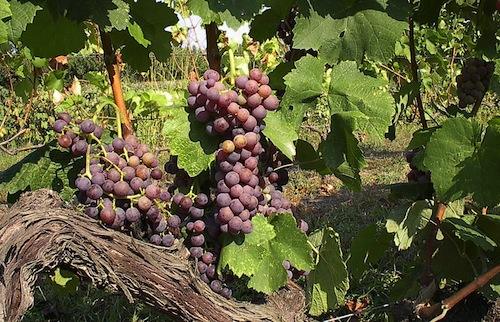 Moschofilero
