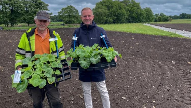 Nordic Melons Project Tests Historic Varieties