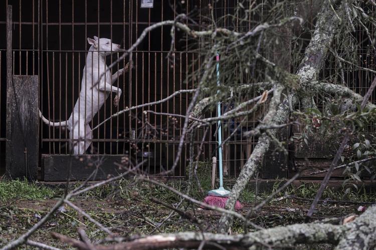 Santuário com 300 animais resgatados é destruído por temporal um ano após incêndio no RS