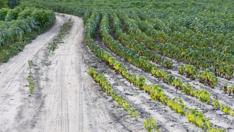 Molecular Switch Helps Crops Handle Heat Stress