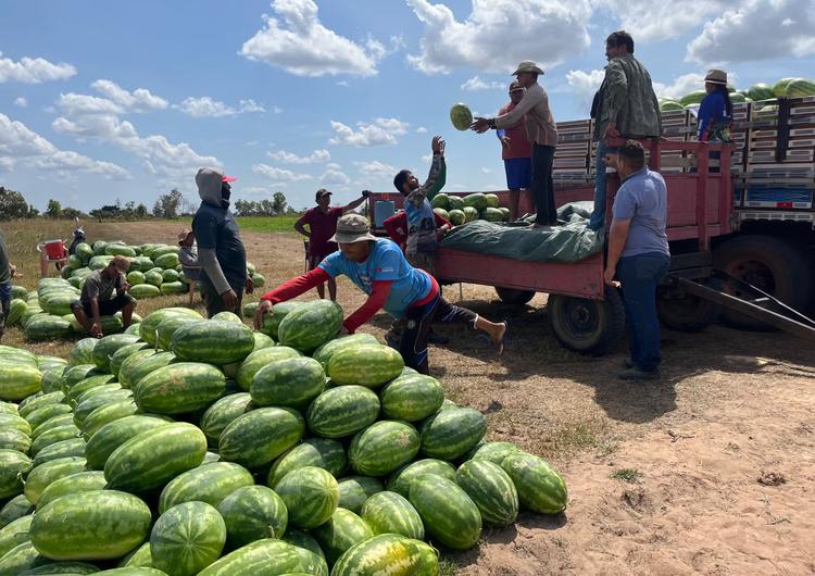 De 300 para 20 mil pés: como agricultora multiplicou produção de melancia em Boa Vista