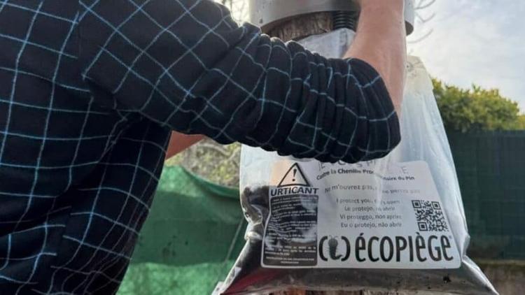 Hérault : chenilles processionnaires, des écopièges installés pour lutter contre leur prolifération