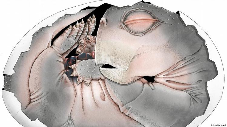 Fóssil revela que ancestrais de mamíferos botavam ovos