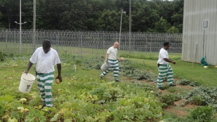 Mississippi inmates growing crops, gaining job skills through prison garden program