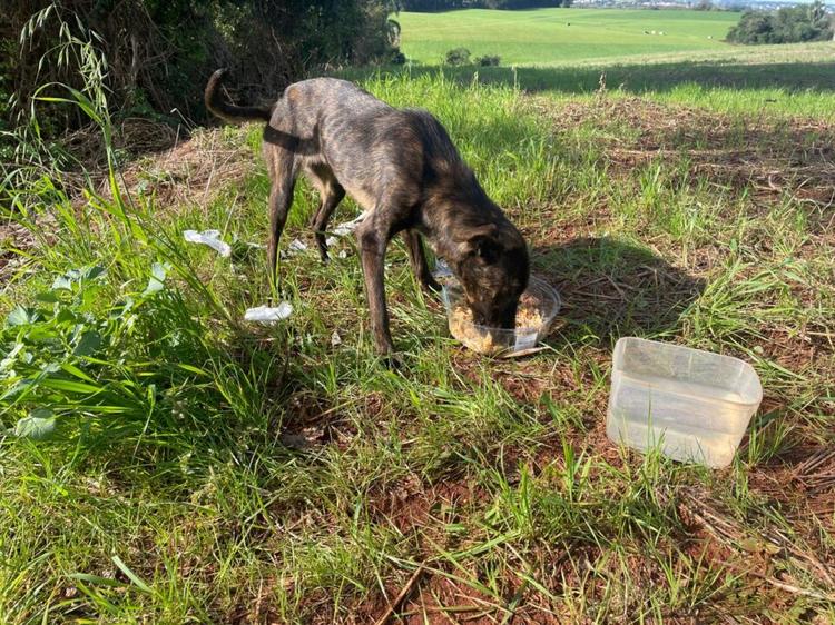 Desova de animais na Linha Morengaba , interior de Panambi