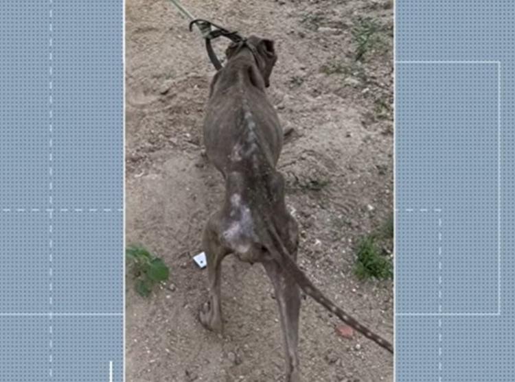 Homem é preso, suspeito de maus-tratos contra cachorro em Queimadas