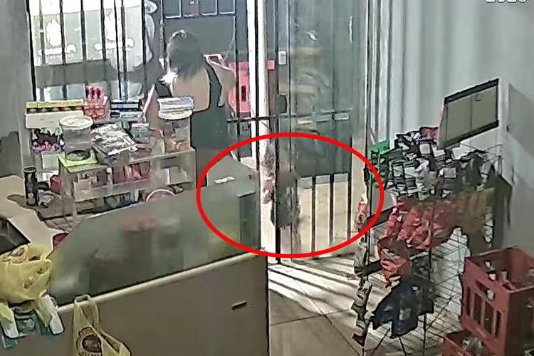 Criança de 3 anos é internada após ser atacada por pitbulls em Campo Grande; veja VÍDEO