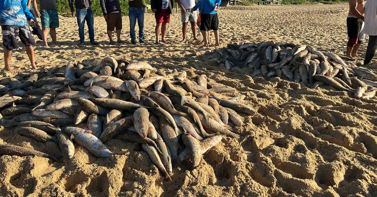Vídeo: maior lanço da semana rende cerca de 900 tainhas na Praia do Pinho