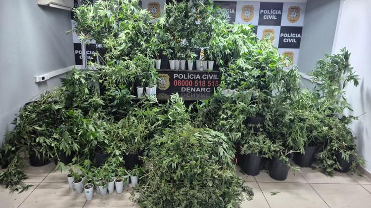 'Local sem nenhuma suspeita': Estufa com mais de 80 pés de maconha é descoberta em Porto Alegre