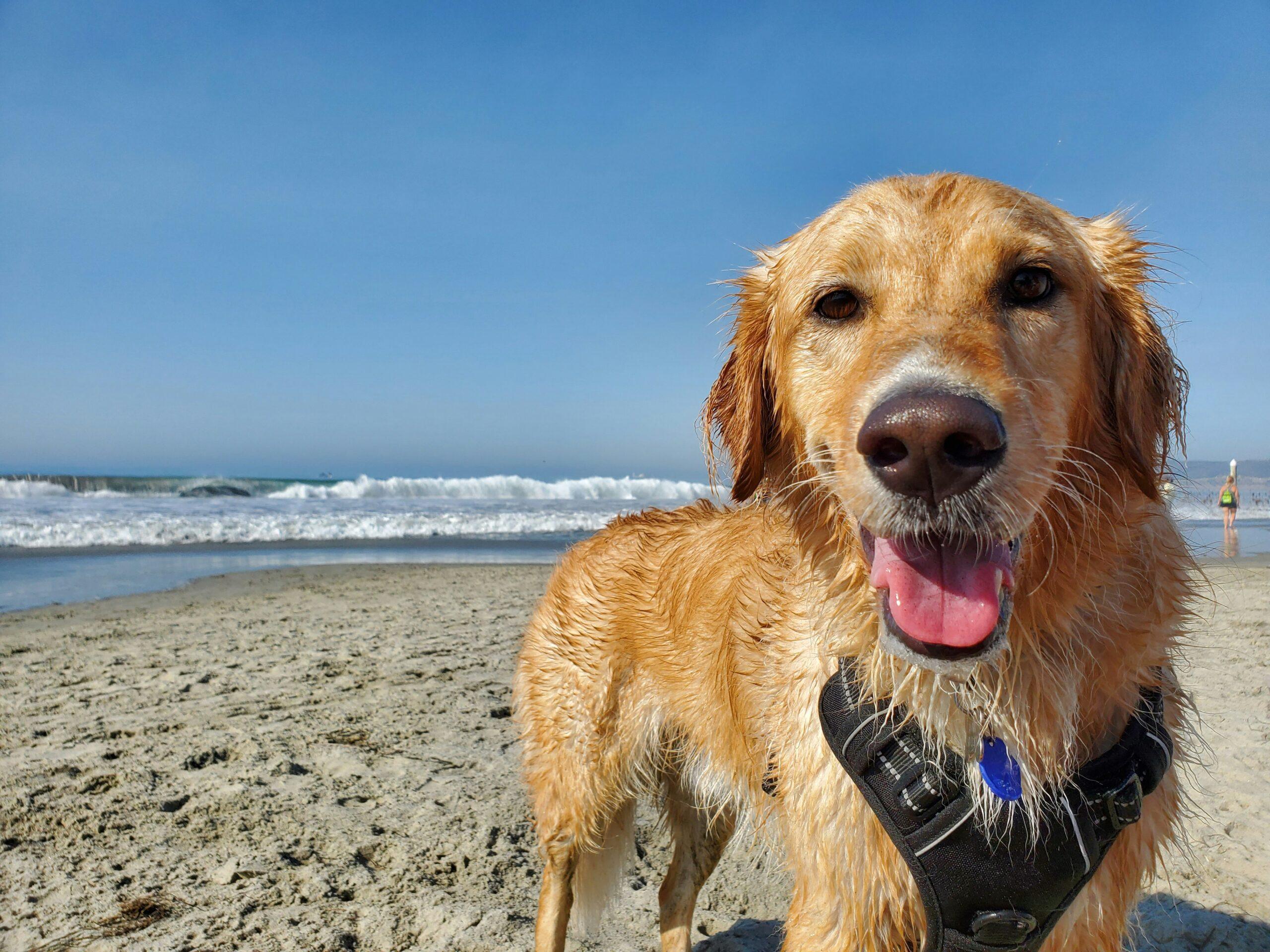 Un nouvel espace dédié aux chiens sur la plage de Carnon