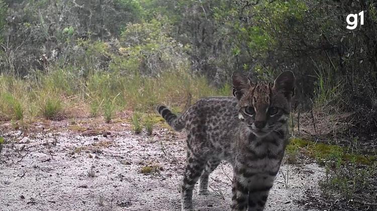 Delicado, mas perigoso: menor felino selvagem do Brasil é registrado por câmera em Porto Alegre; VÍDEO