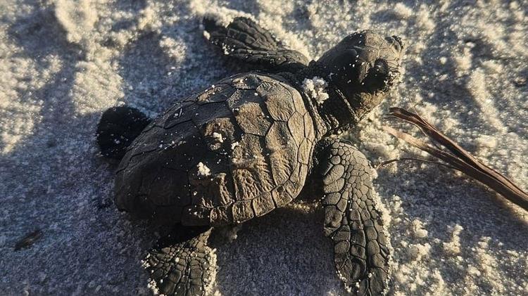 Un "babyboom" de tortues marines sur une plage de Bormes-les-Mimosas
