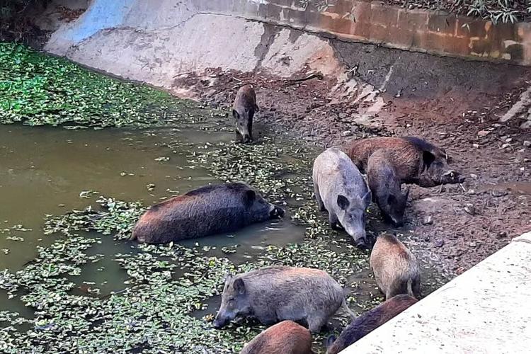La Toscana nomina un commissario straordinario per la peste suina africana